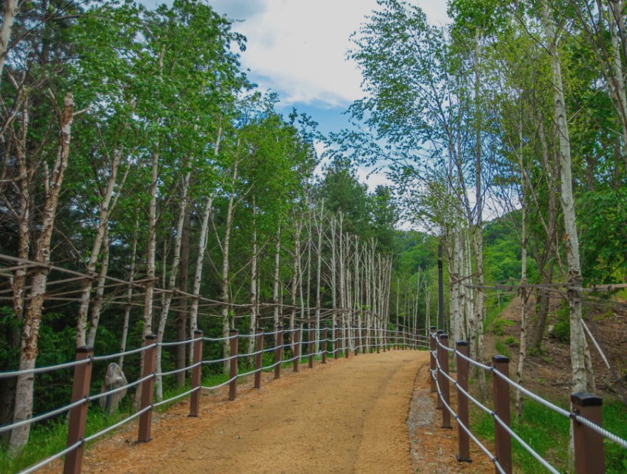 강아지숲 산책로01